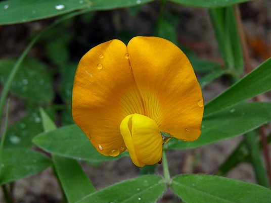 {Arachis glabrata}